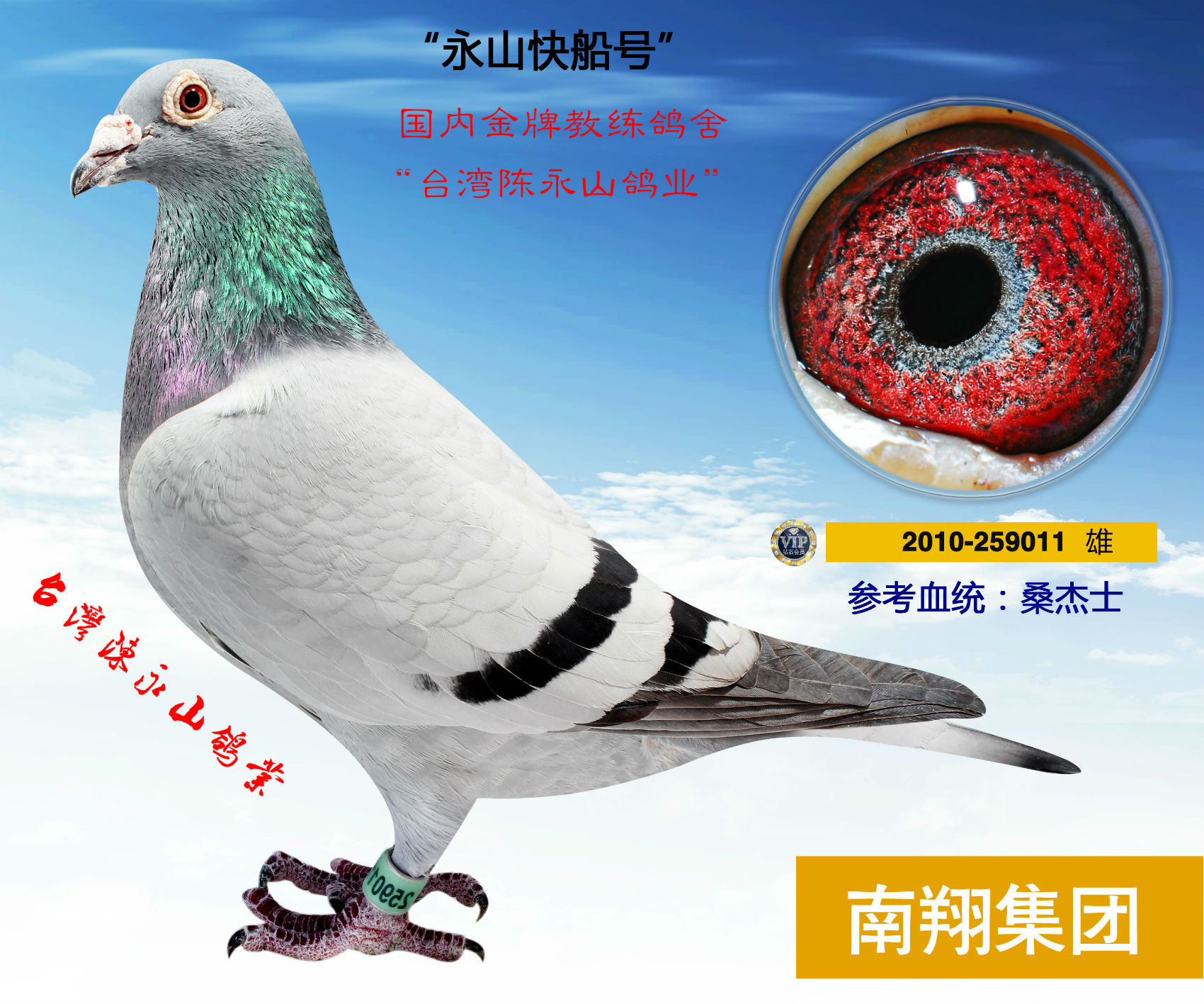 台湾林基生种鸽图片