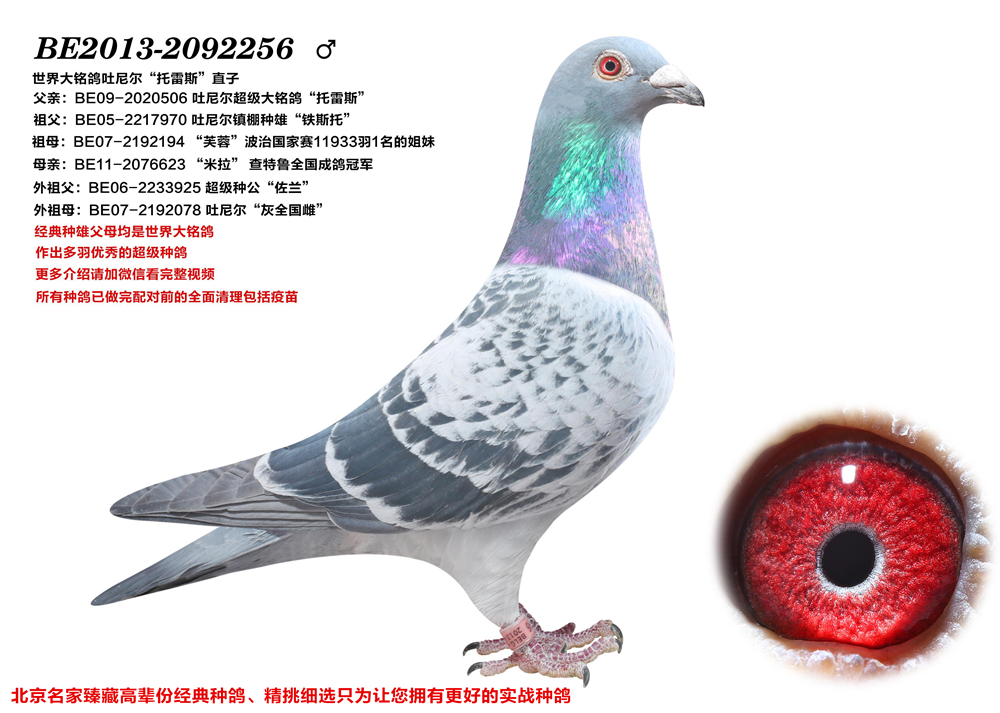 查看拍卖商品
