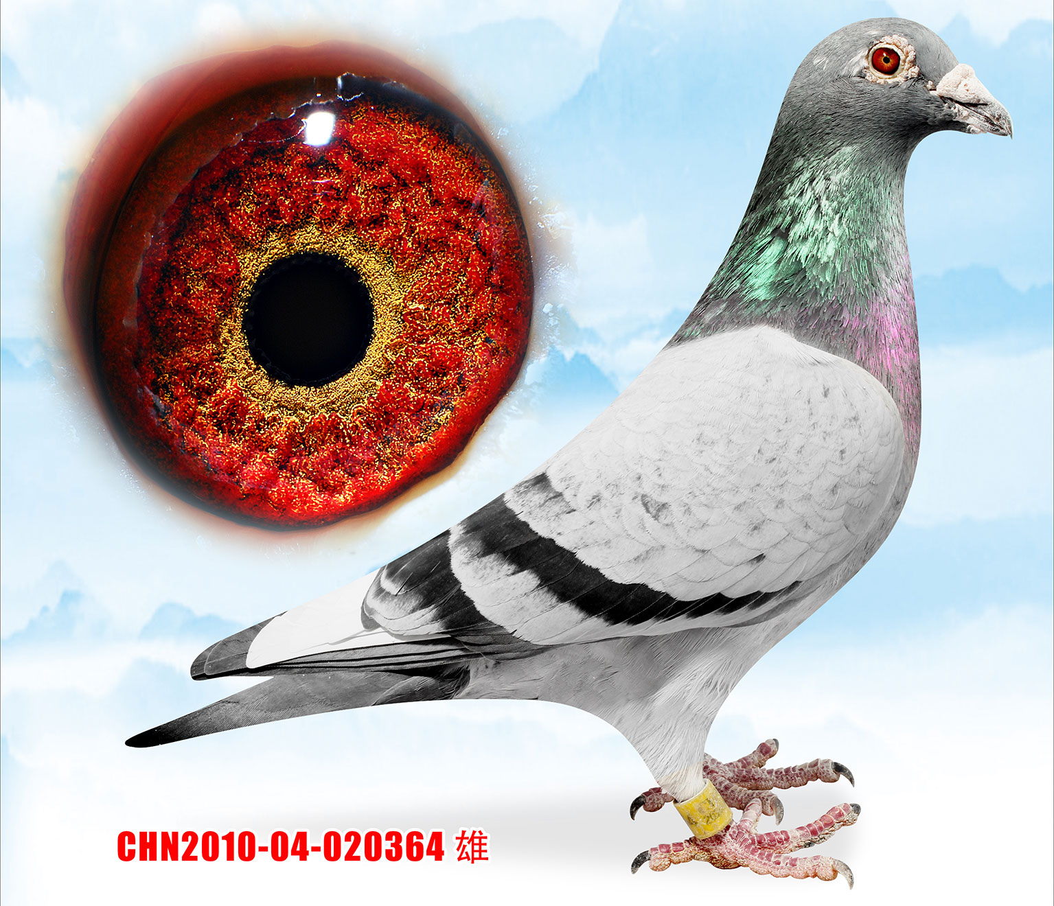 信鸽拍卖首页 拍卖专题 >> 查看拍卖商品 相关图片 目前尚无图片!