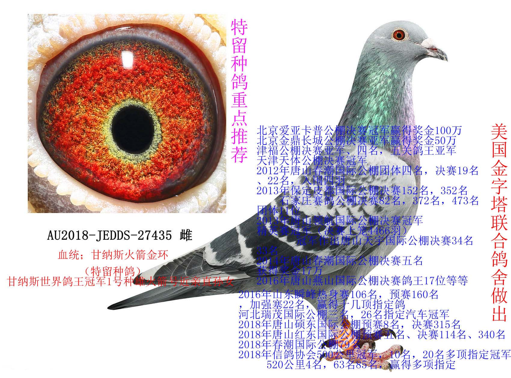 美国金字塔联合鸽舍 - 中信网铭鸽展厅 www.ag188.com