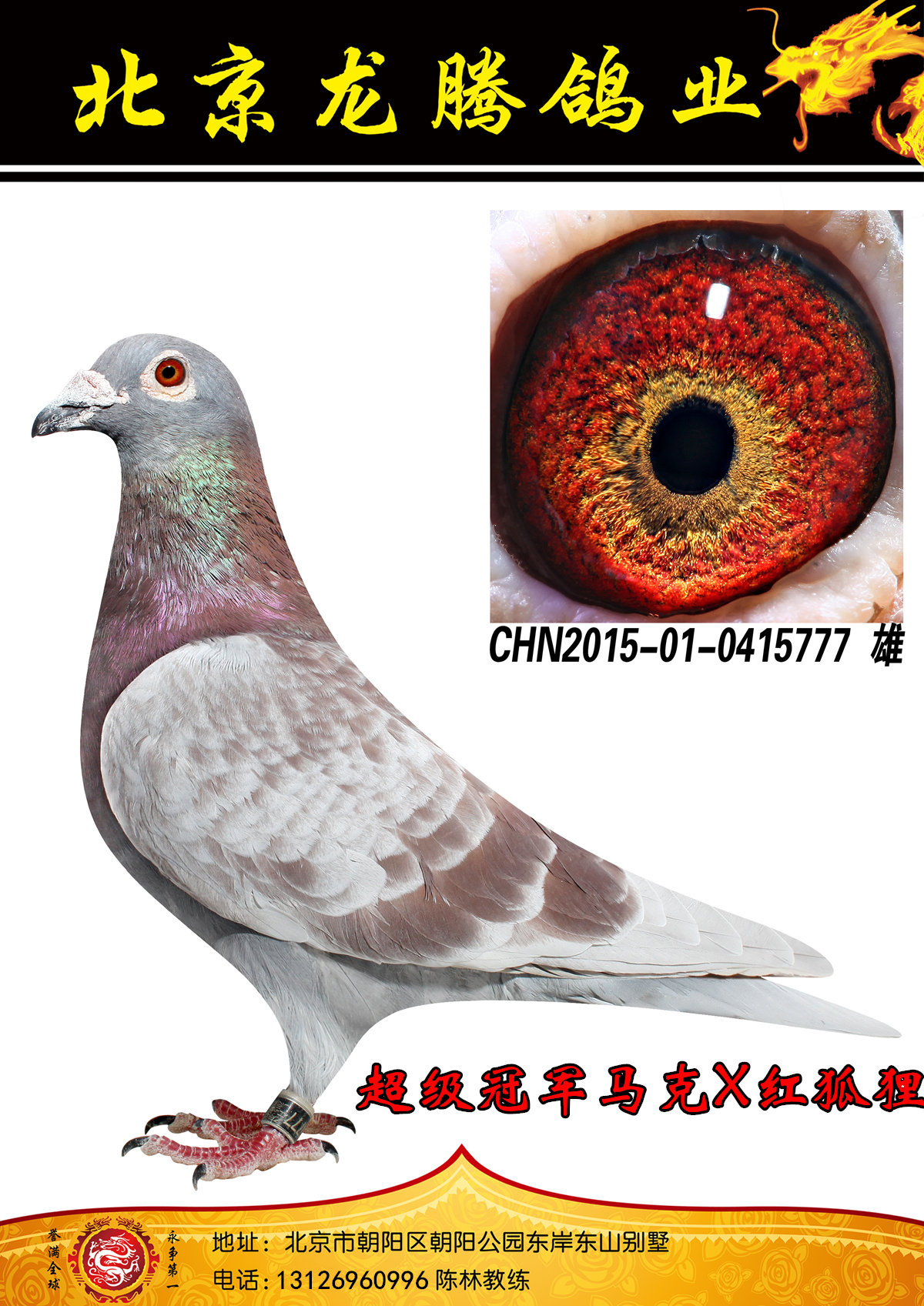 信鸽在线拍卖平台 - 中国信鸽信息网