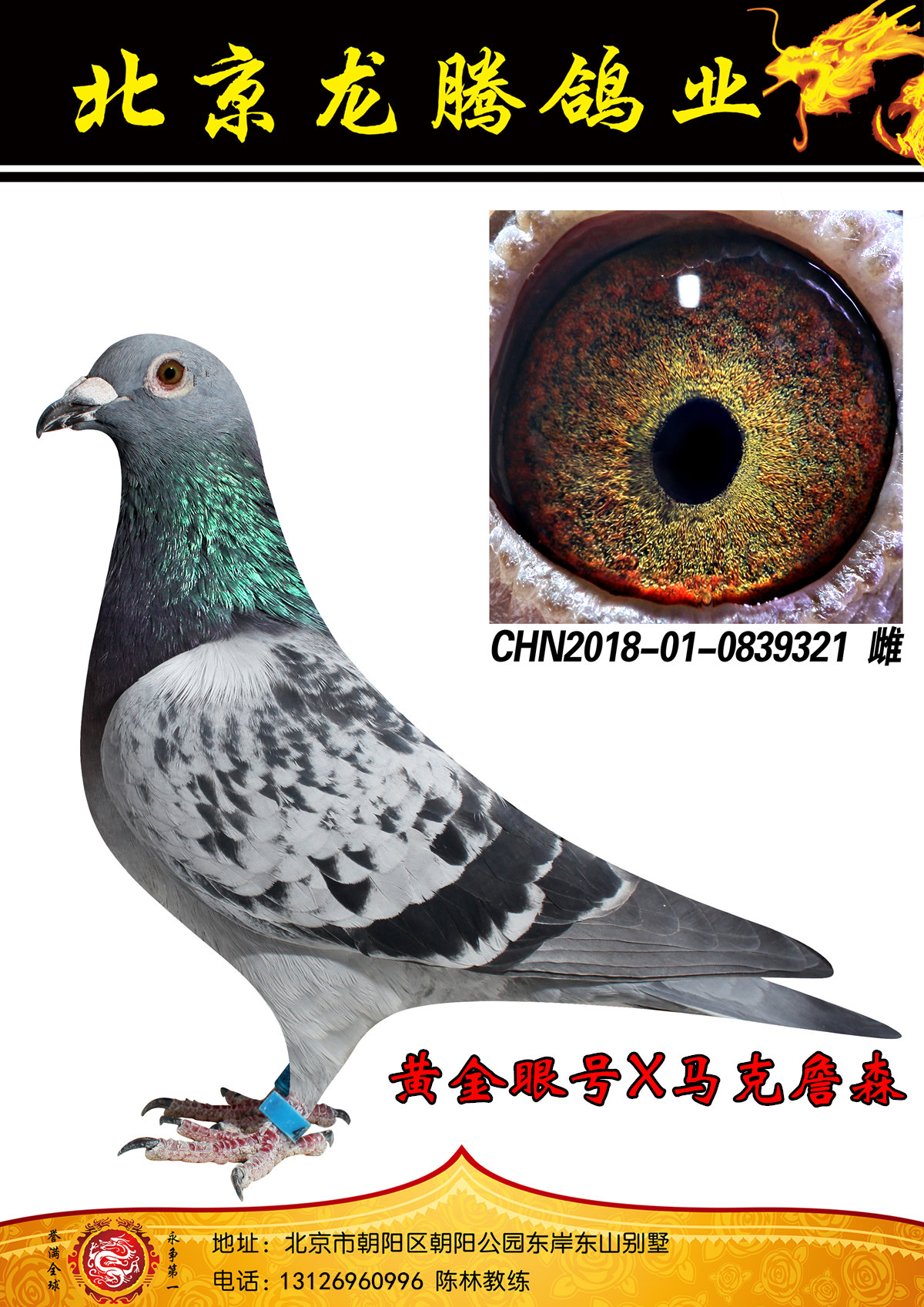 信鸽在线拍卖平台 - 中国信鸽信息网