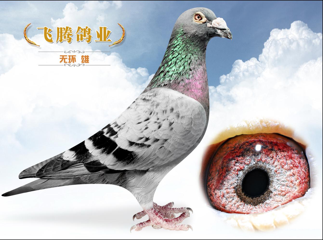 信鸽拍卖首页 拍卖专题 >> 查看拍卖商品 相关图片 目前尚无图片!