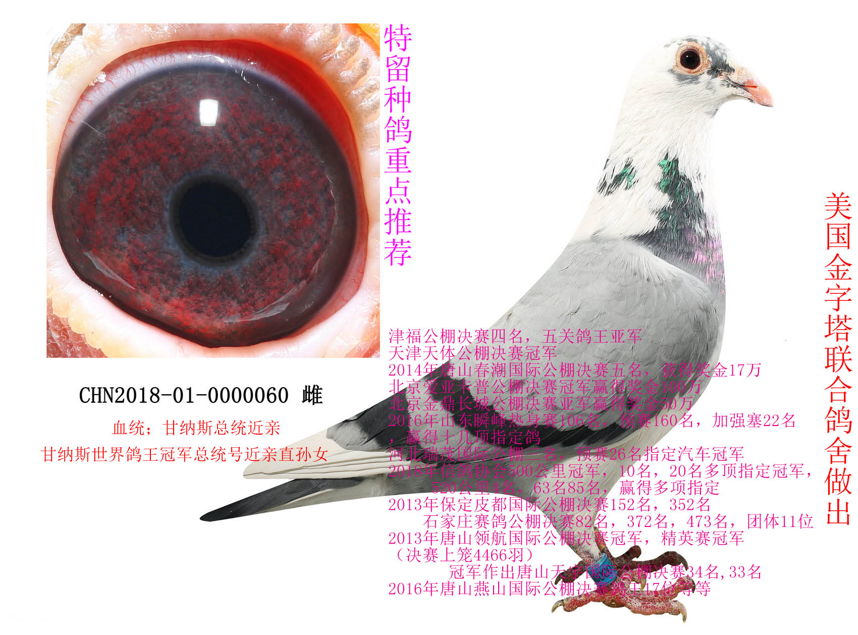 美国金字塔联合鸽舍 - 中信网铭鸽展厅 www.ag188.com