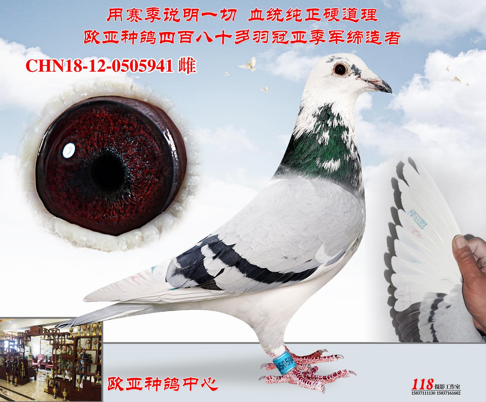 欧亚种鸽中心在线拍鸽