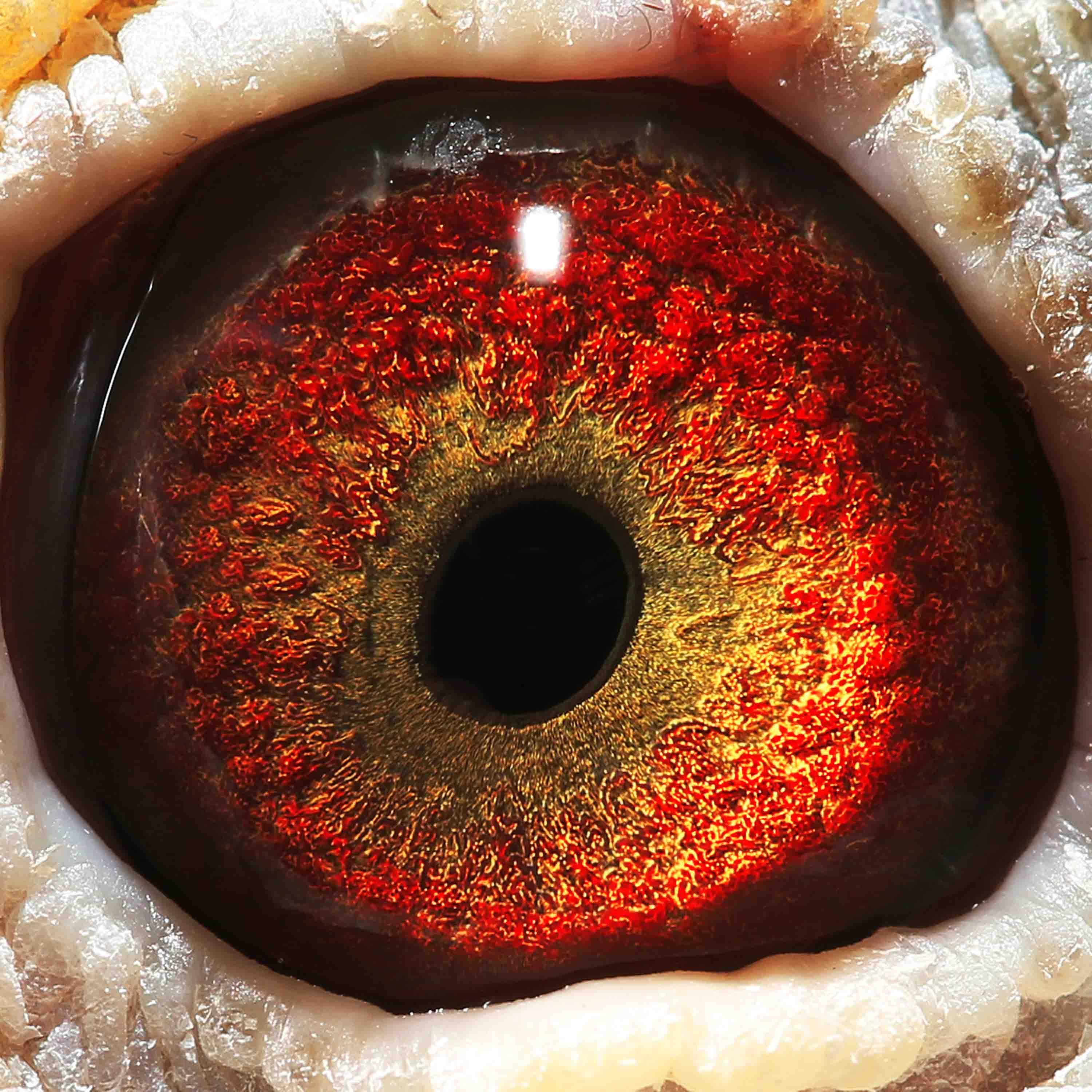 信鸽在线拍卖平台 - 中国信鸽信息网