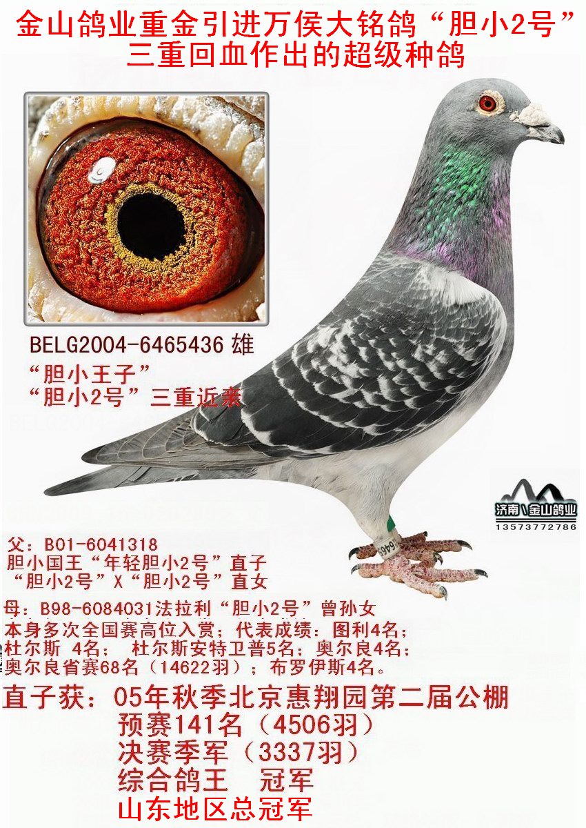 信鸽在线拍卖平台 - 中国信鸽信息网