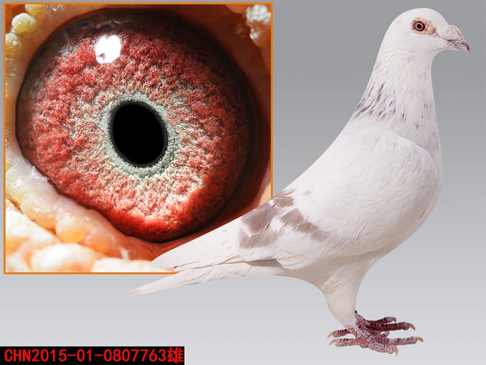 信鸽在线拍卖平台 - 中国信鸽信息网