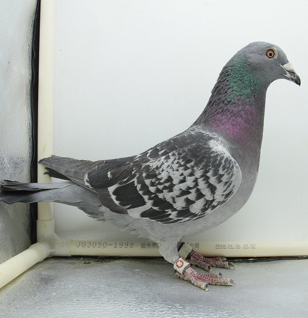 北京晶宇赛鸽 - 中信网铭鸽展厅 www.ag188.com