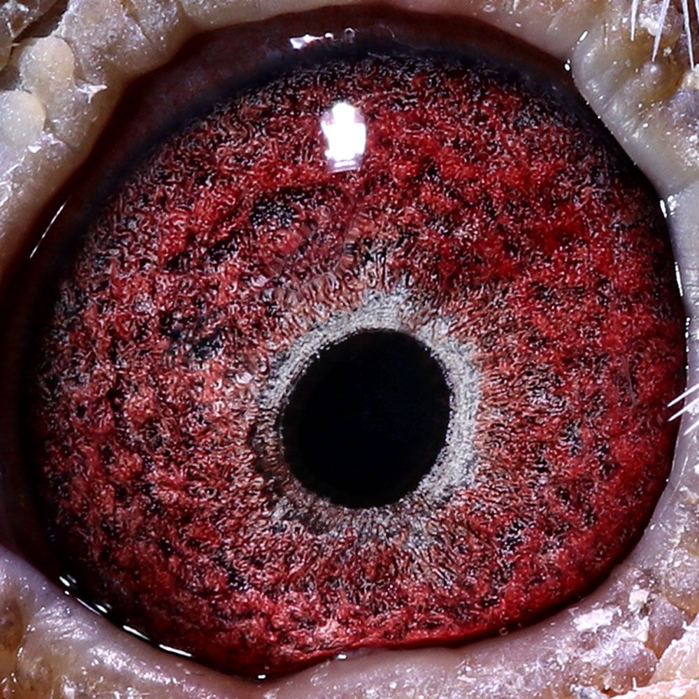 信鸽在线拍卖平台 - 中国信鸽信息网