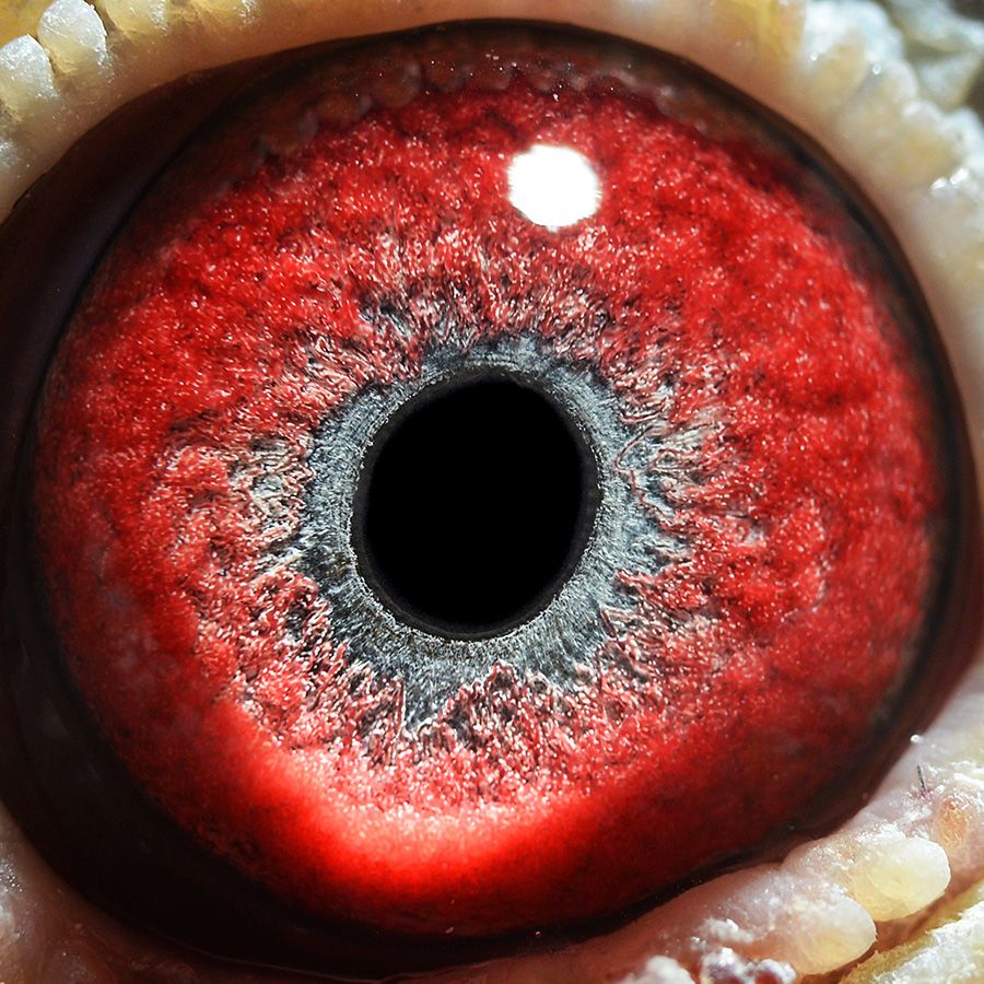 东方红信鸽摄影 - 中信网铭鸽展厅 www.ag188.com