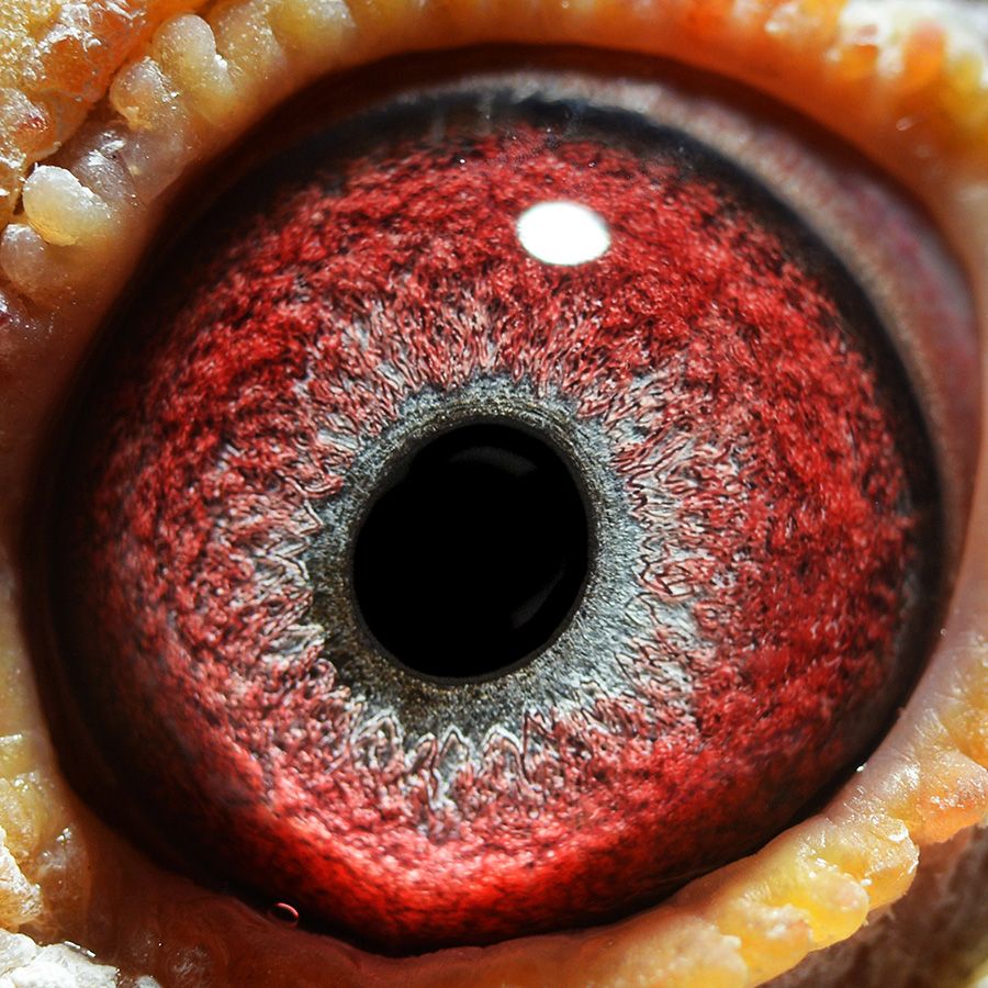 信鸽在线拍卖平台 - 中国信鸽信息网