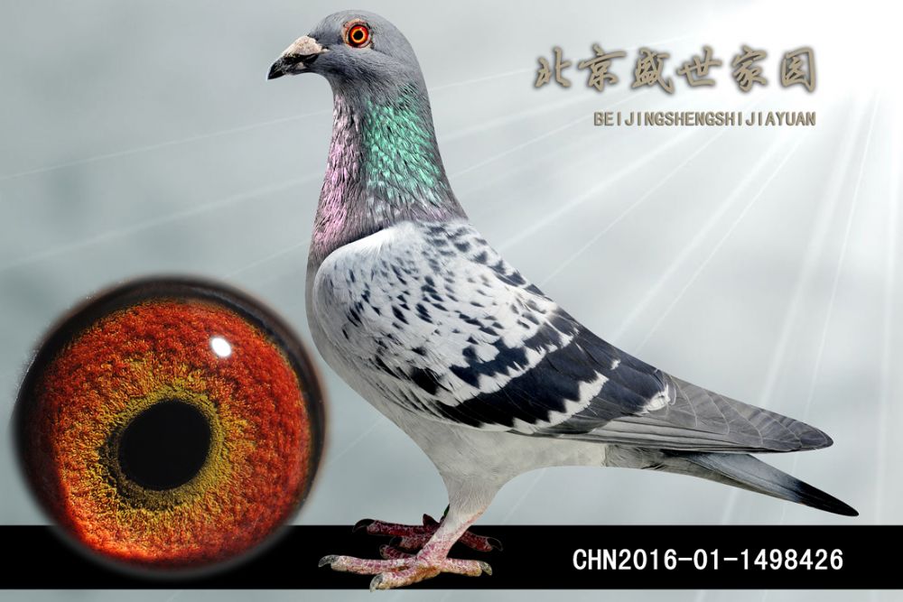 >> 查看拍卖商品