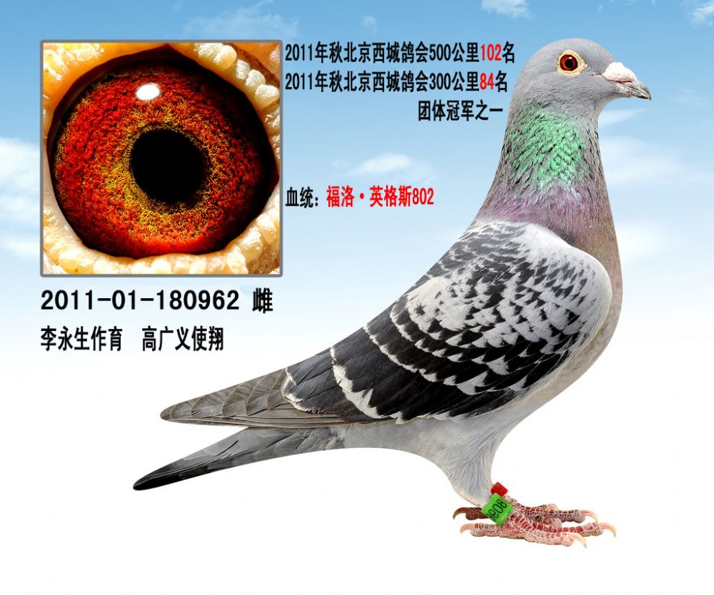 信鸽在线拍卖平台 - 中国信鸽信息网