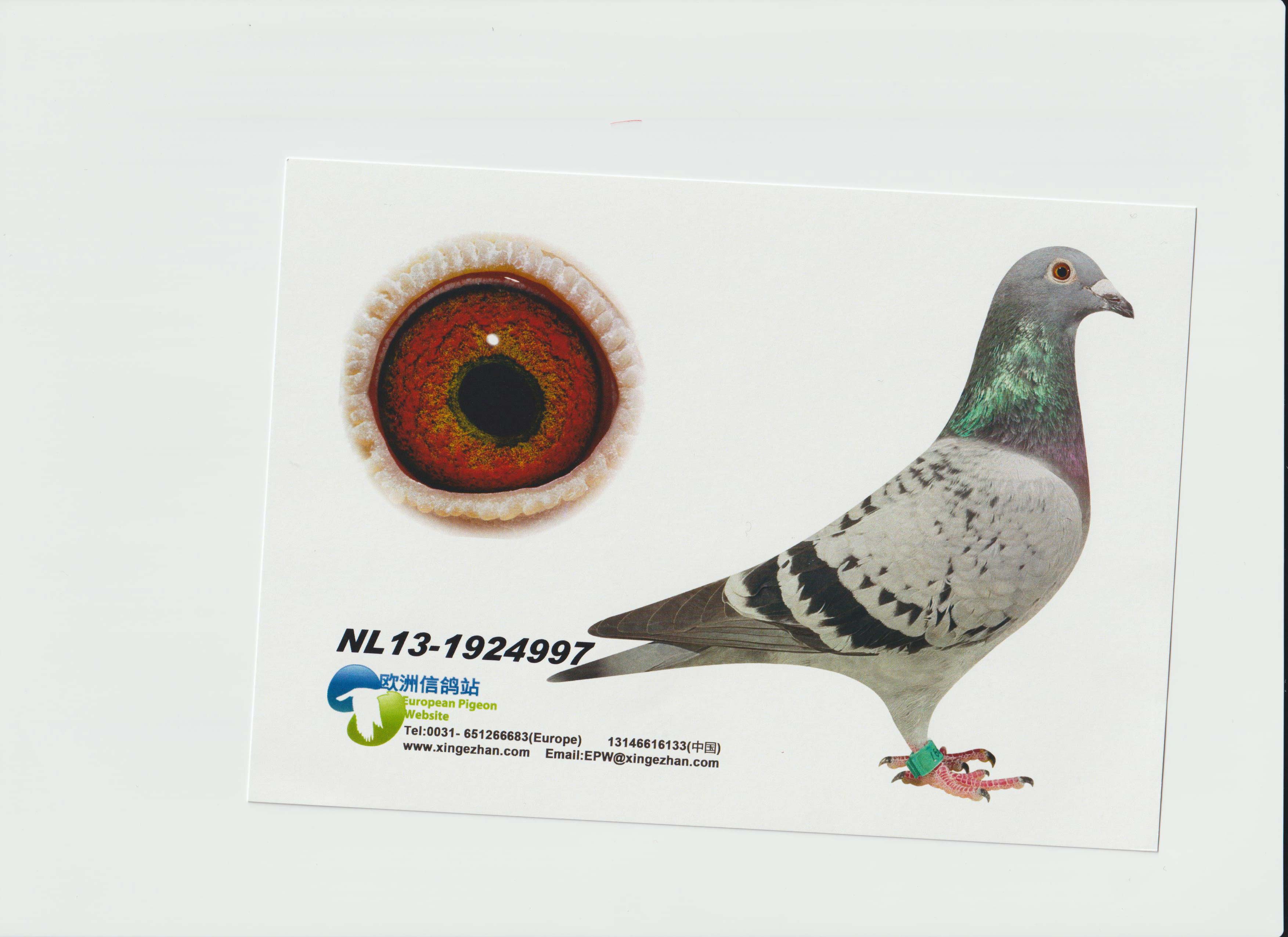 信鸽在线拍卖平台 - 中国信鸽信息网