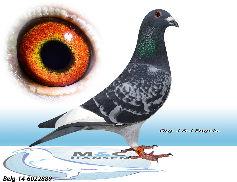 >> 查看拍卖商品