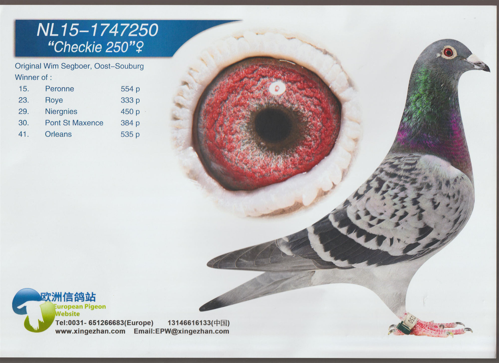 彬楚牧业在线拍鸽