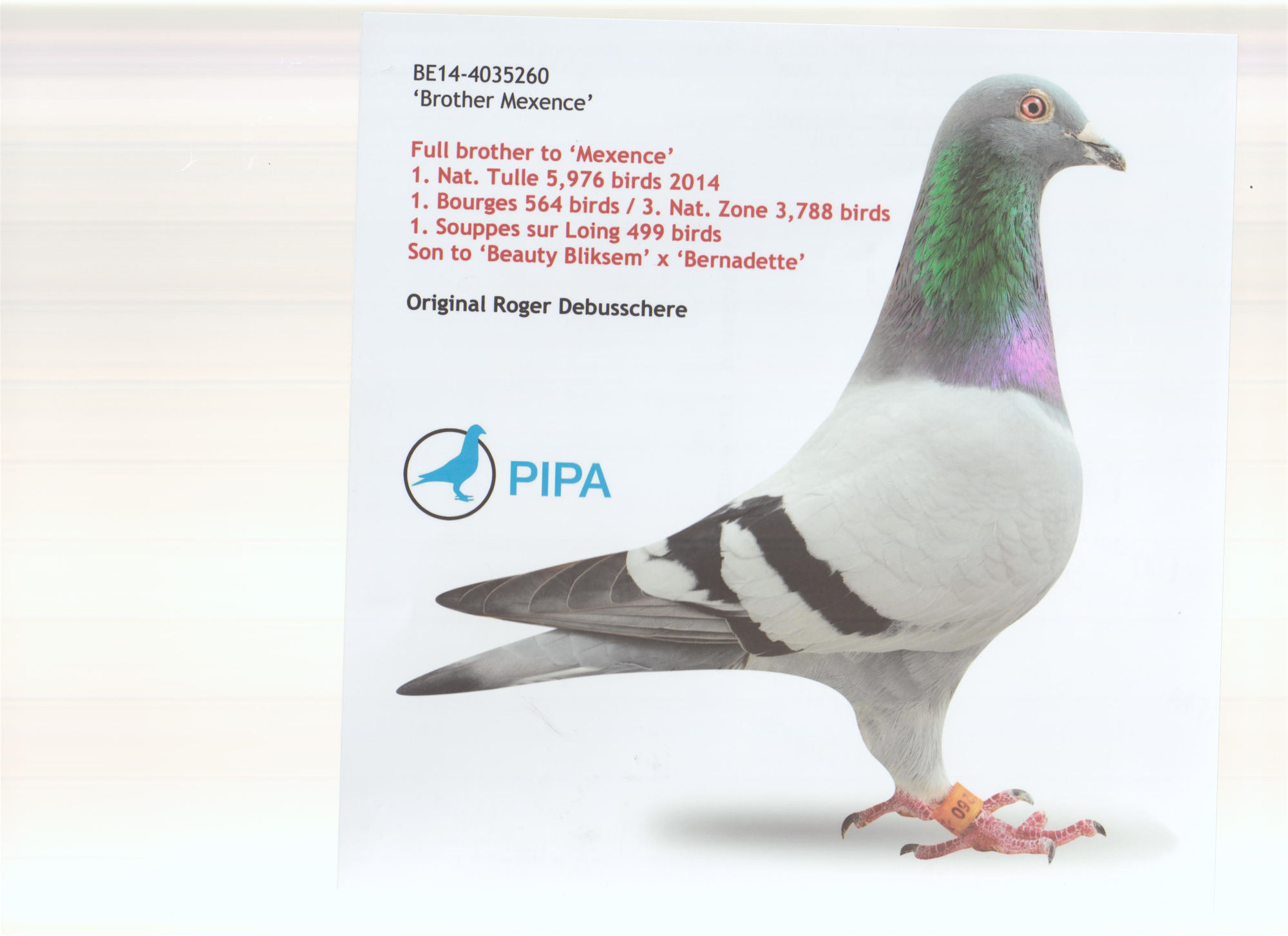 彬楚牧业在线拍鸽