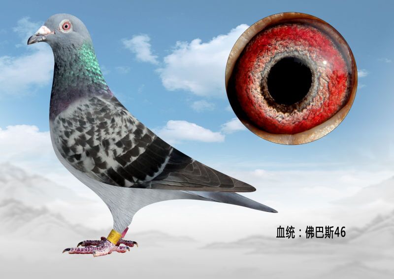 信鸽在线拍卖平台 - 中国信鸽信息网