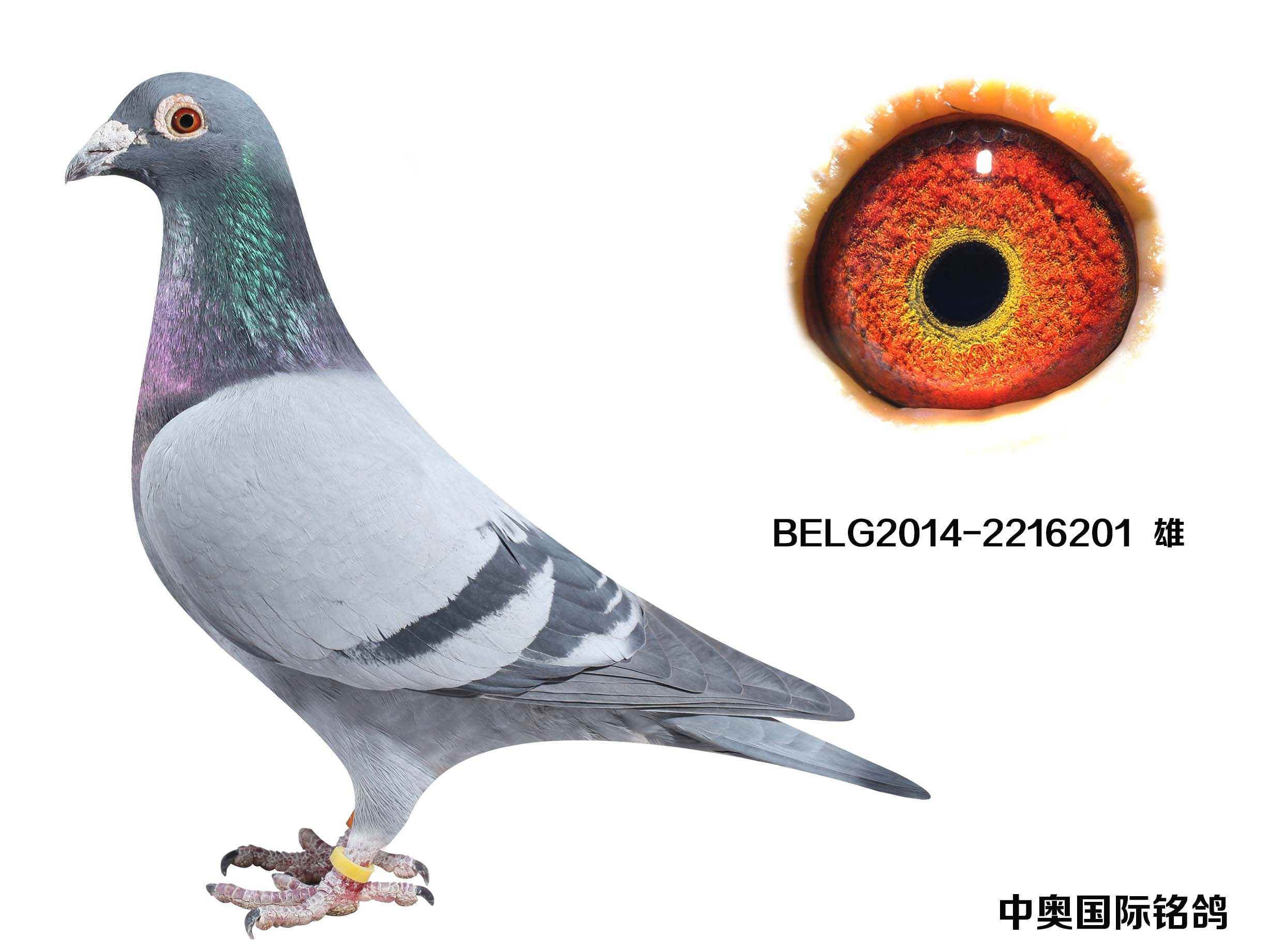 山西中奥国际铭鸽 - 中信网铭鸽展厅 www.ag188.com