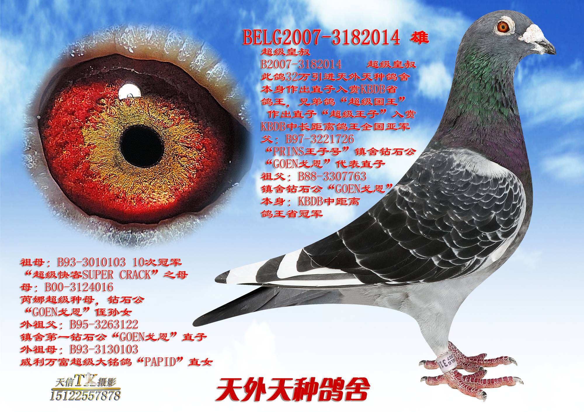 信鸽在线拍卖平台 - 中国信鸽信息网