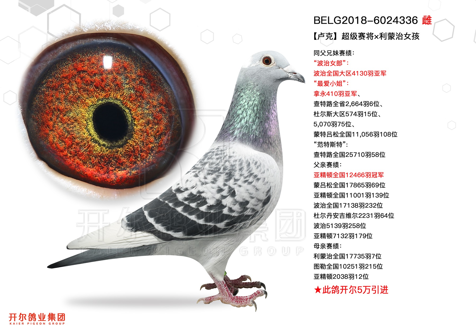 信鸽在线拍卖平台 - 中国信鸽信息网