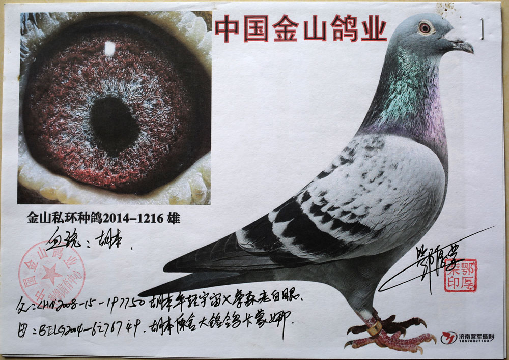 中国金山鸽业种鸽展厅图片