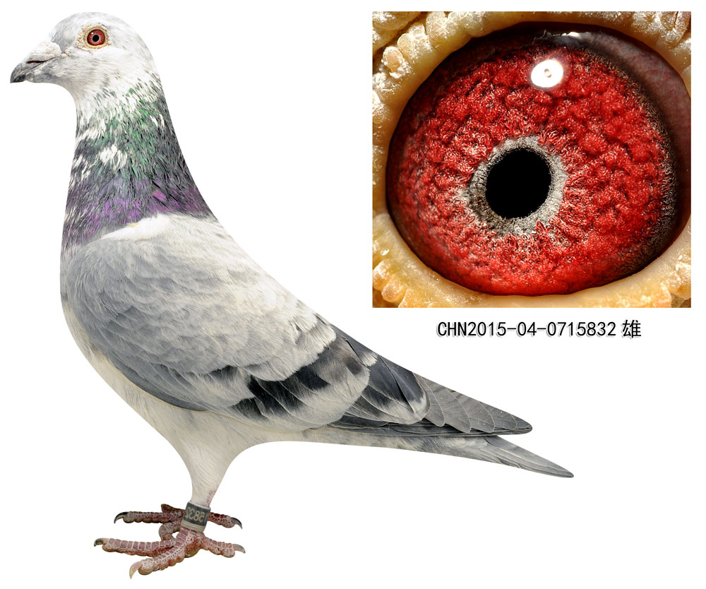 >> 查看拍卖商品