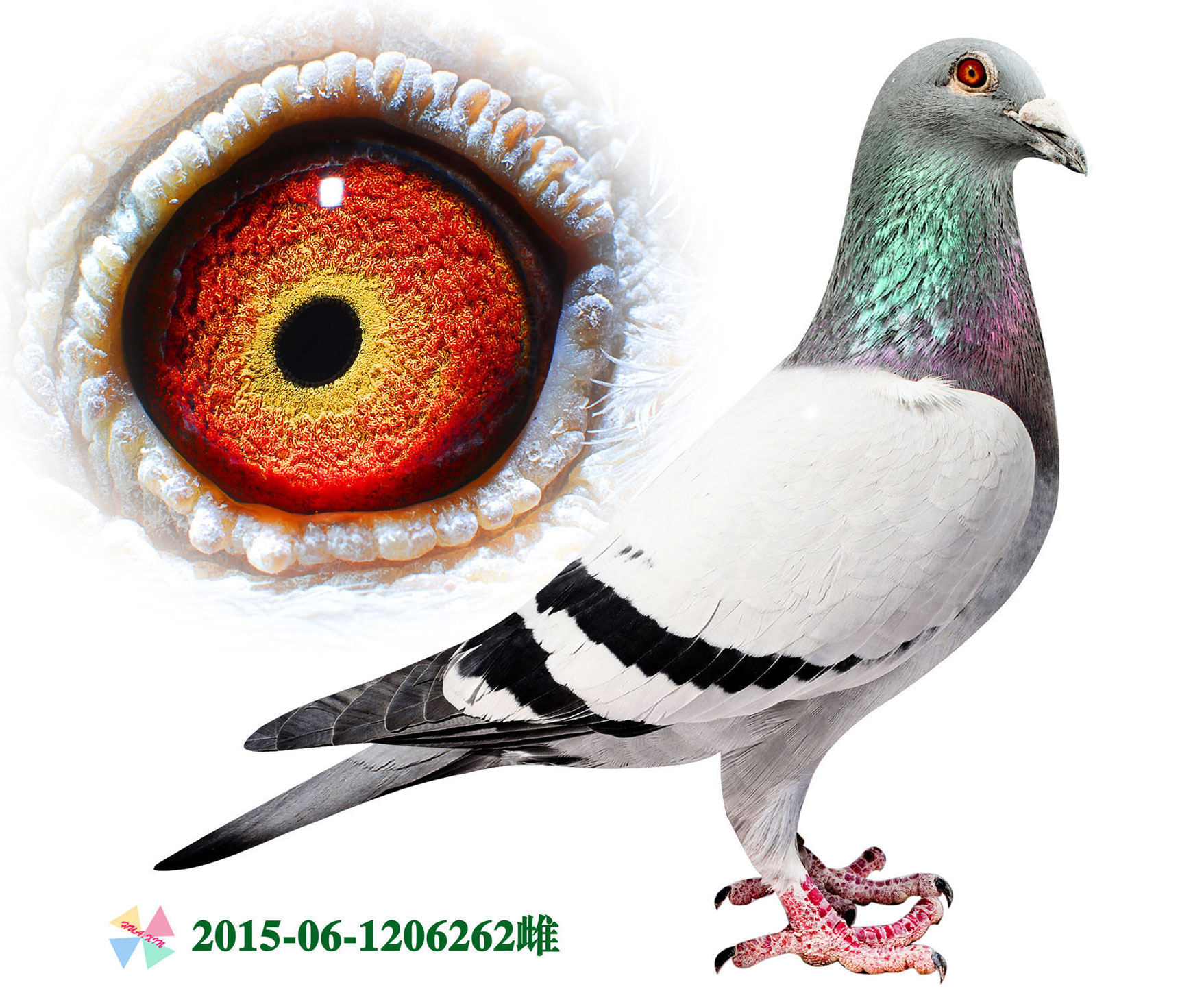 商品 首 页  铭 鸽  新鸽上架  推荐铭鸽  定价鸽  信鸽拍卖 黄金配对