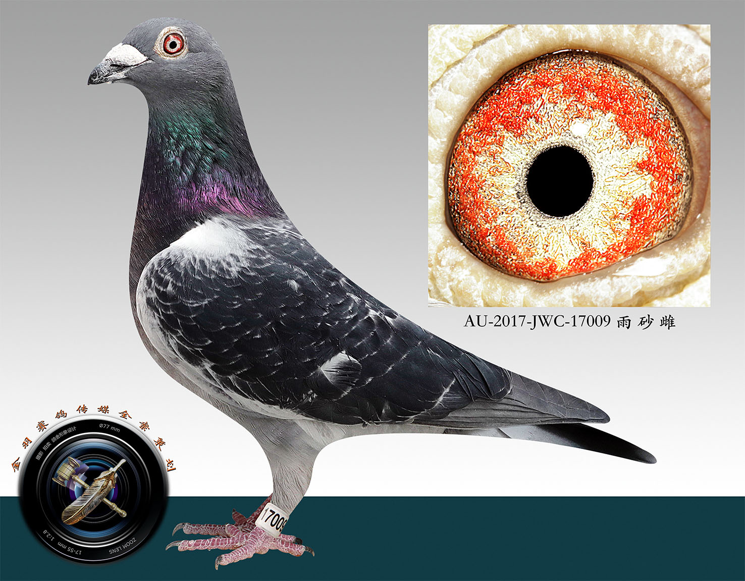 信鸽拍卖首页 拍卖专题 >> 查看拍卖商品 相关图片 目前尚无图片!