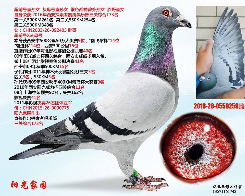 陕西中鸽国际文化传播 - 中信网铭鸽展厅 www.ag188.com