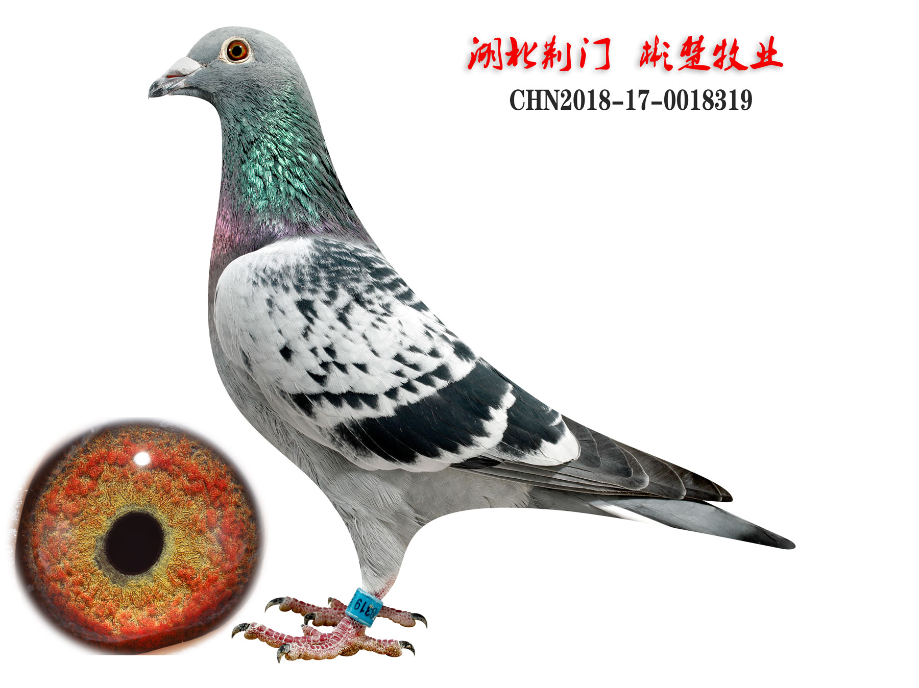 信鸽在线拍卖平台 - 中国信鸽信息网