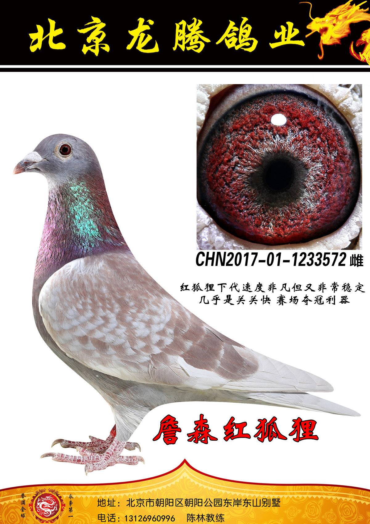 信鸽在线拍卖平台 - 中国信鸽信息网