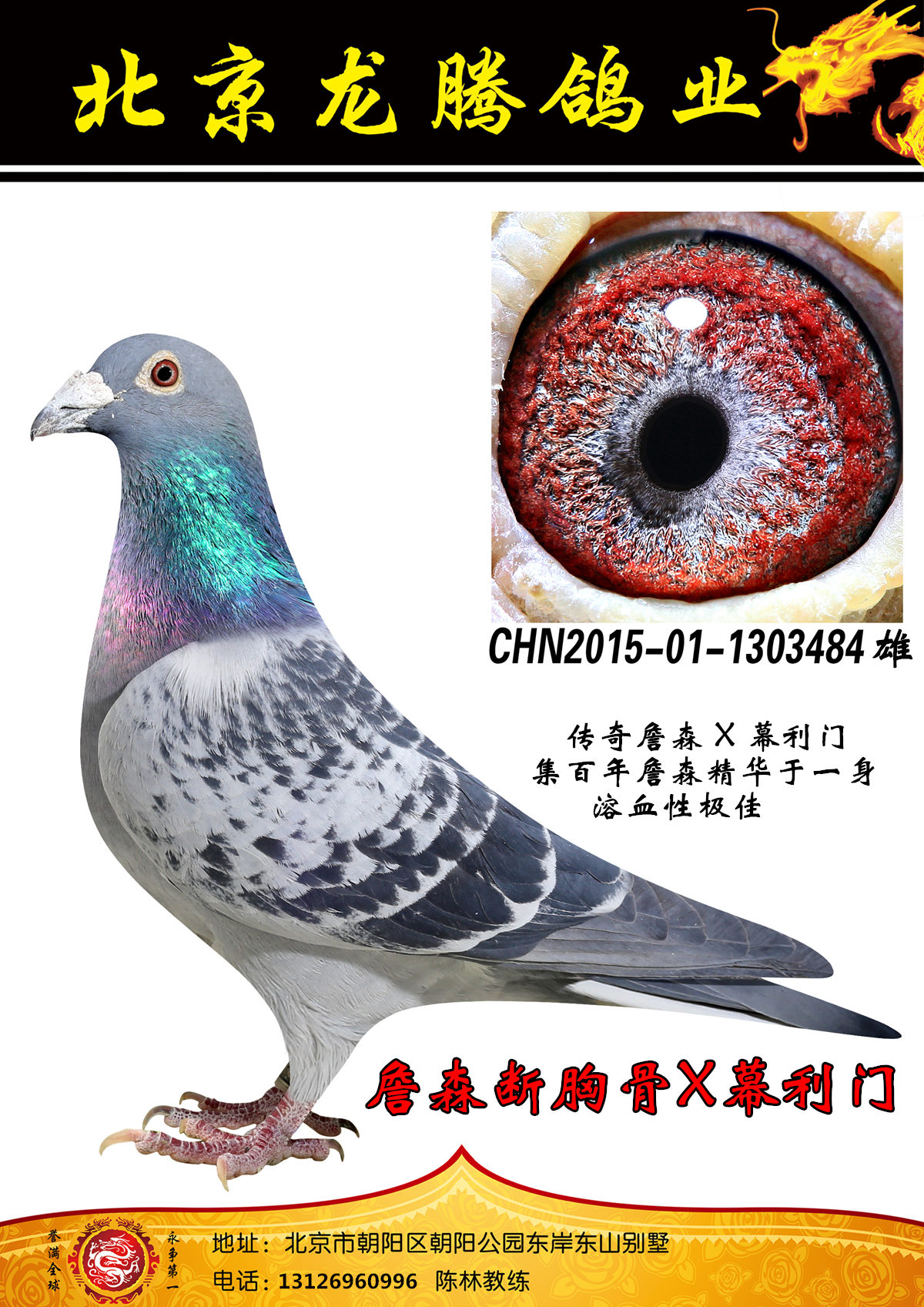 信鸽在线拍卖平台 - 中国信鸽信息网