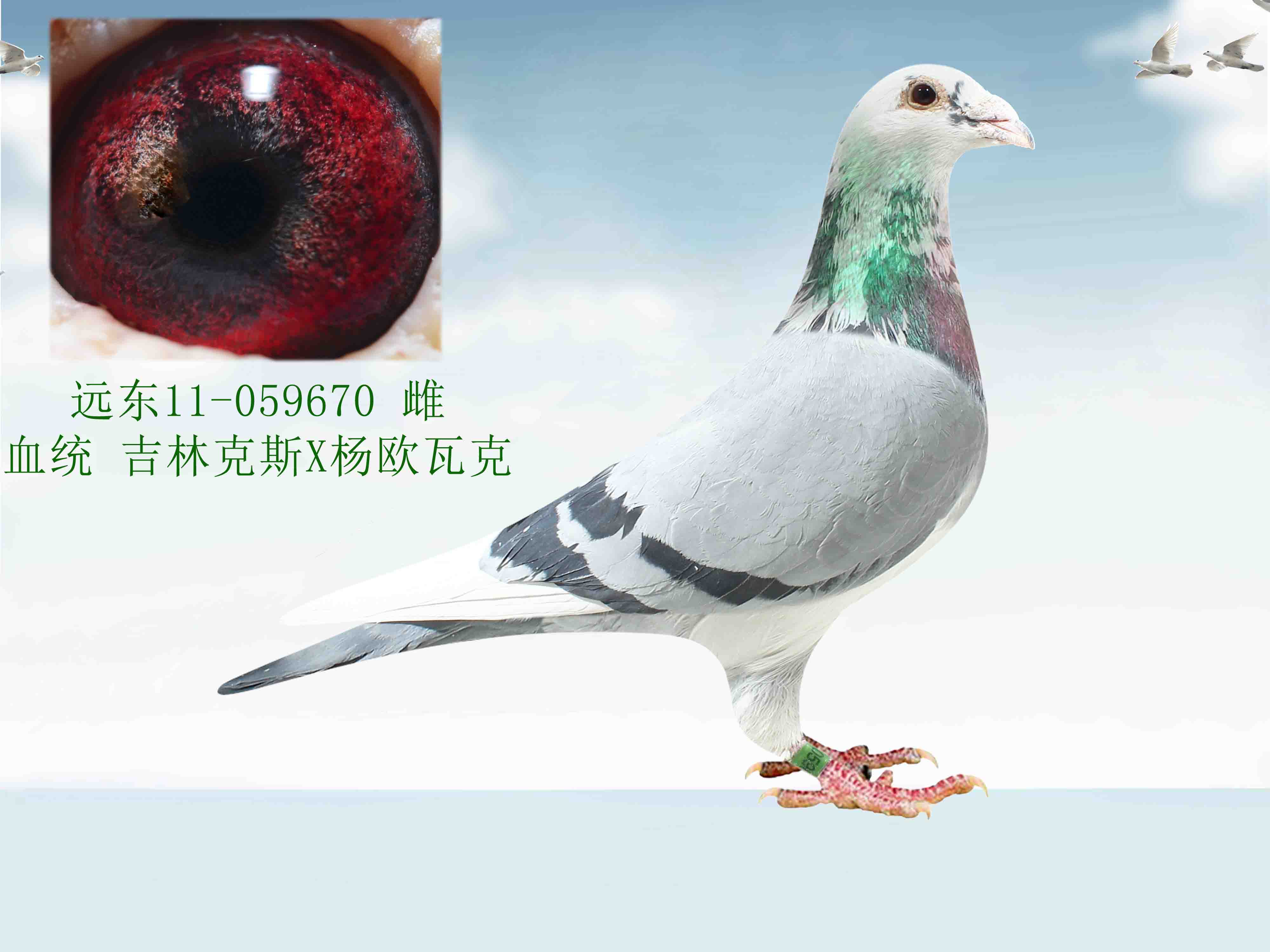 杨欧瓦克超级种鸽图片图片