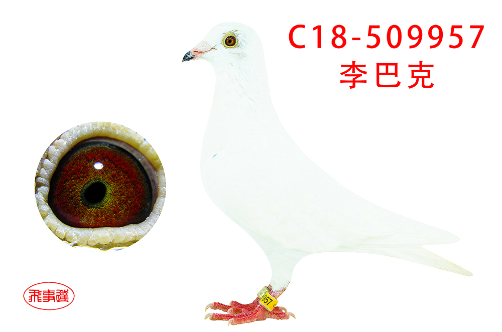 >> 查看拍卖商品