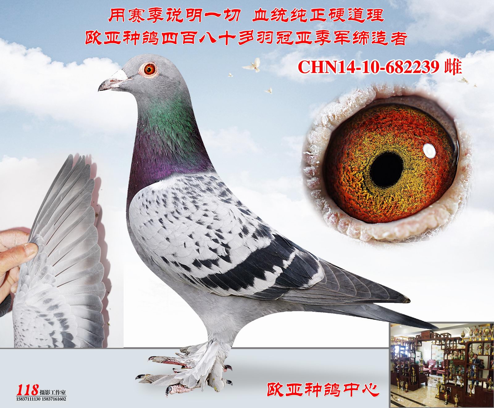 欧亚种鸽中心 - 中信网铭鸽展厅 www.ag188.com