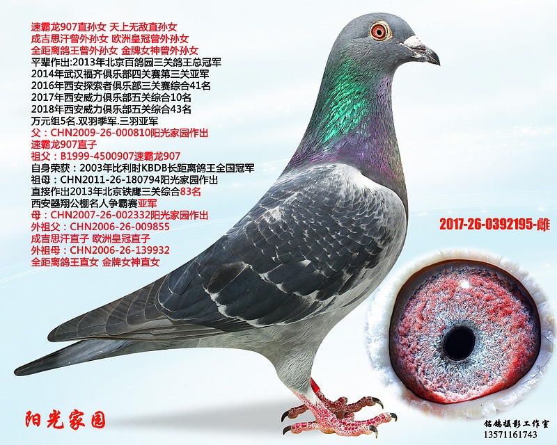 陕西中鸽国际文化传播 - 中信网铭鸽展厅 www.ag188.com