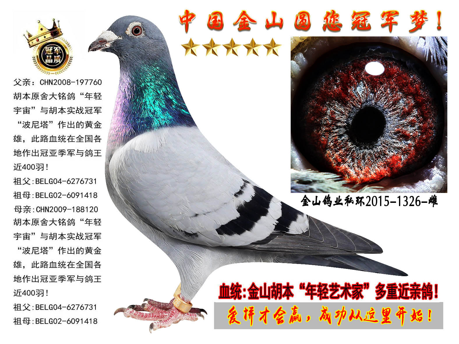 中国金山鸽业 - 中信网铭鸽展厅 www.ag188.com
