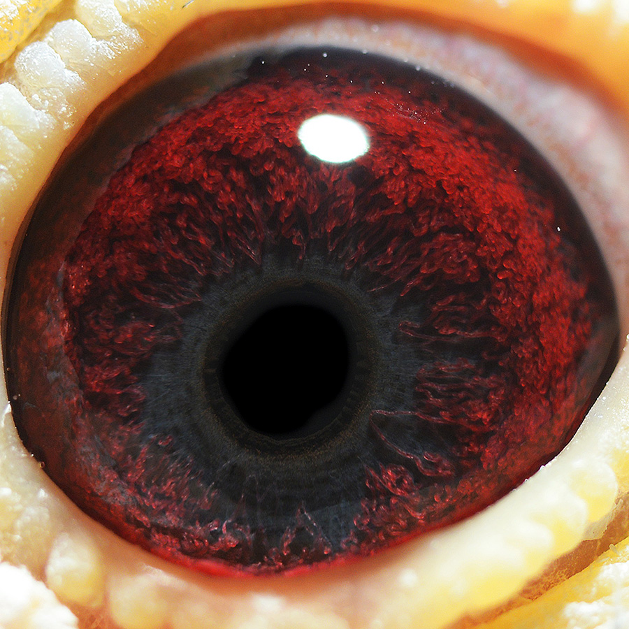 >> 查看拍卖商品