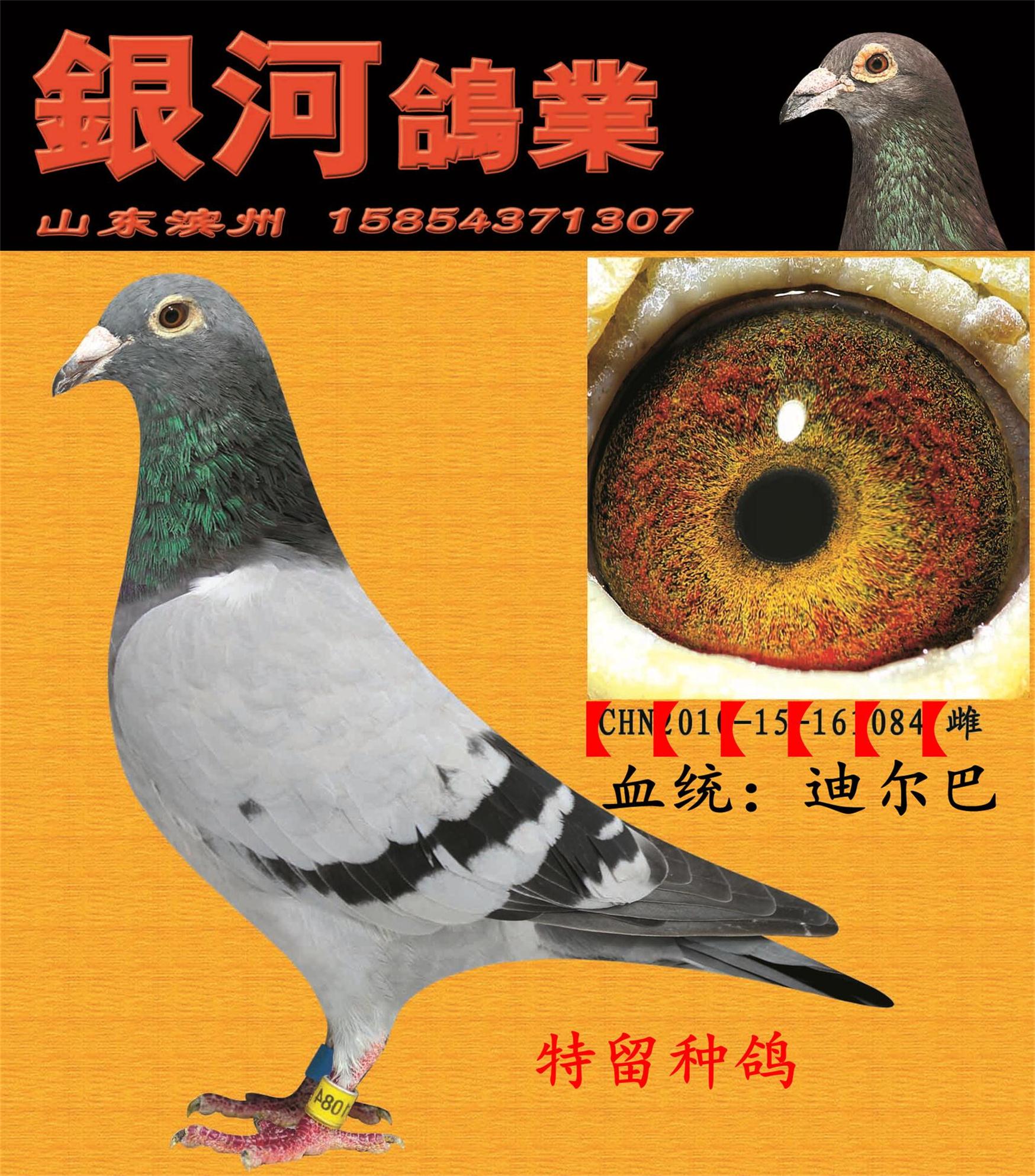 信鸽在线拍卖平台 - 中国信鸽信息网