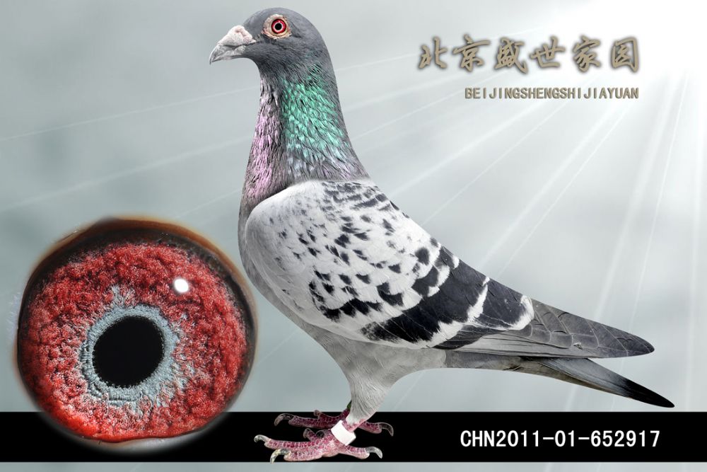 >> 查看拍卖商品