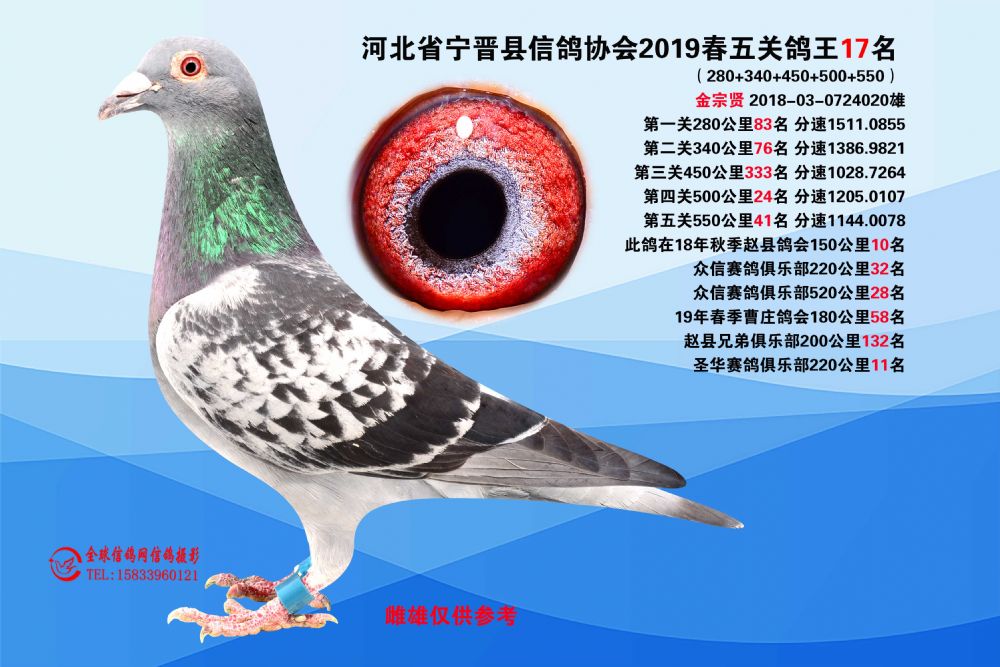 信鸽在线拍卖平台 - 中国信鸽信息网