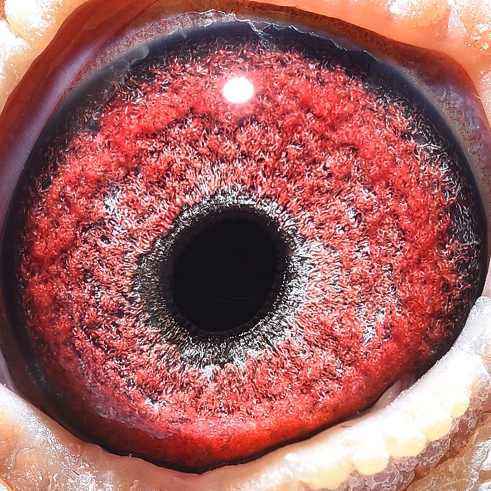 >> 查看拍卖商品