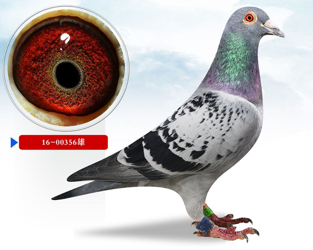 信鸽在线拍卖平台 - 中国信鸽信息网