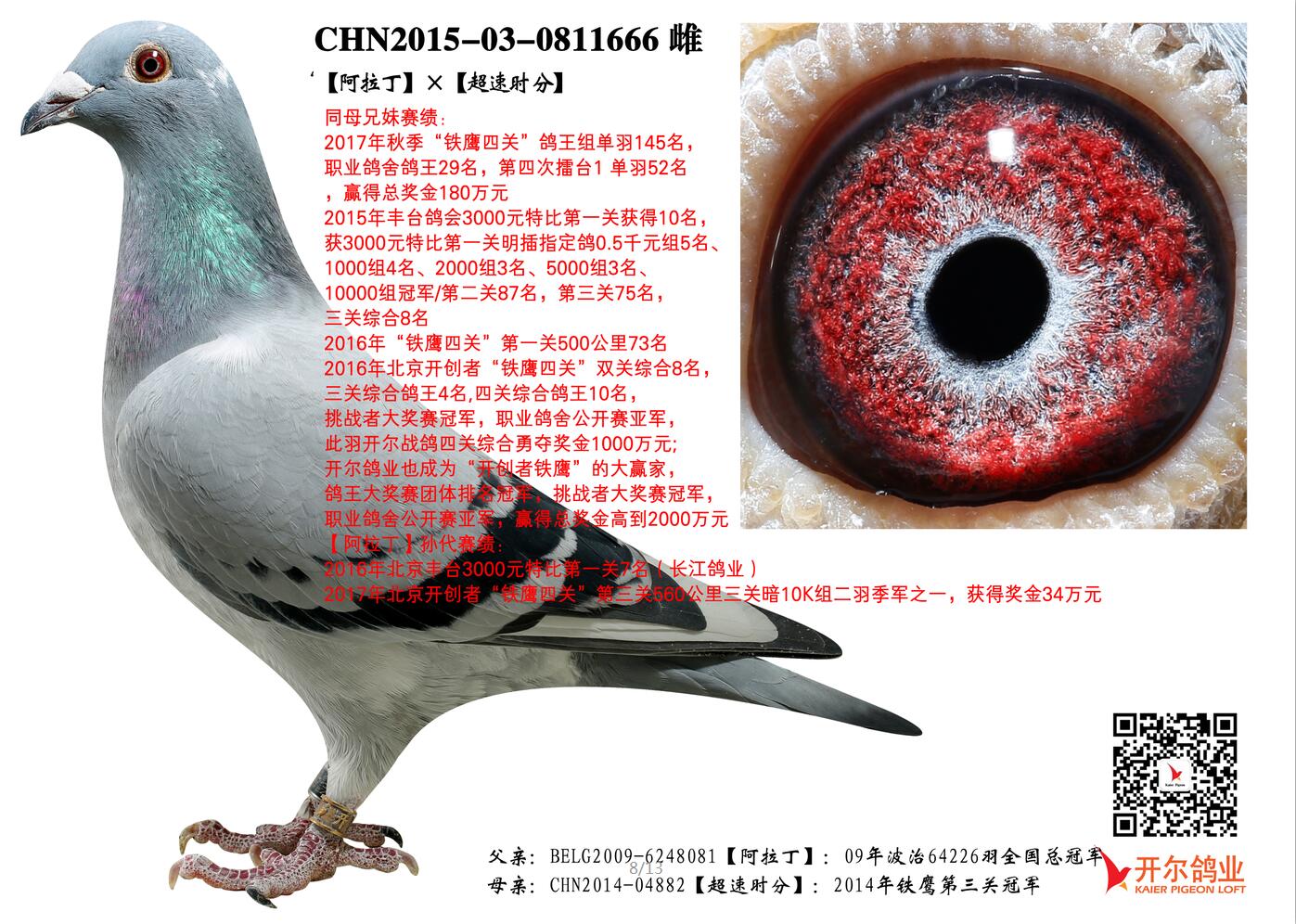 新疆观赏鸽出售图片
