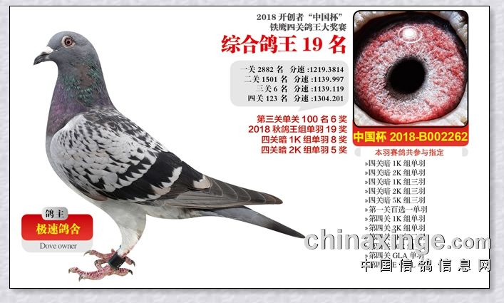 陈仕义部分奖鸽