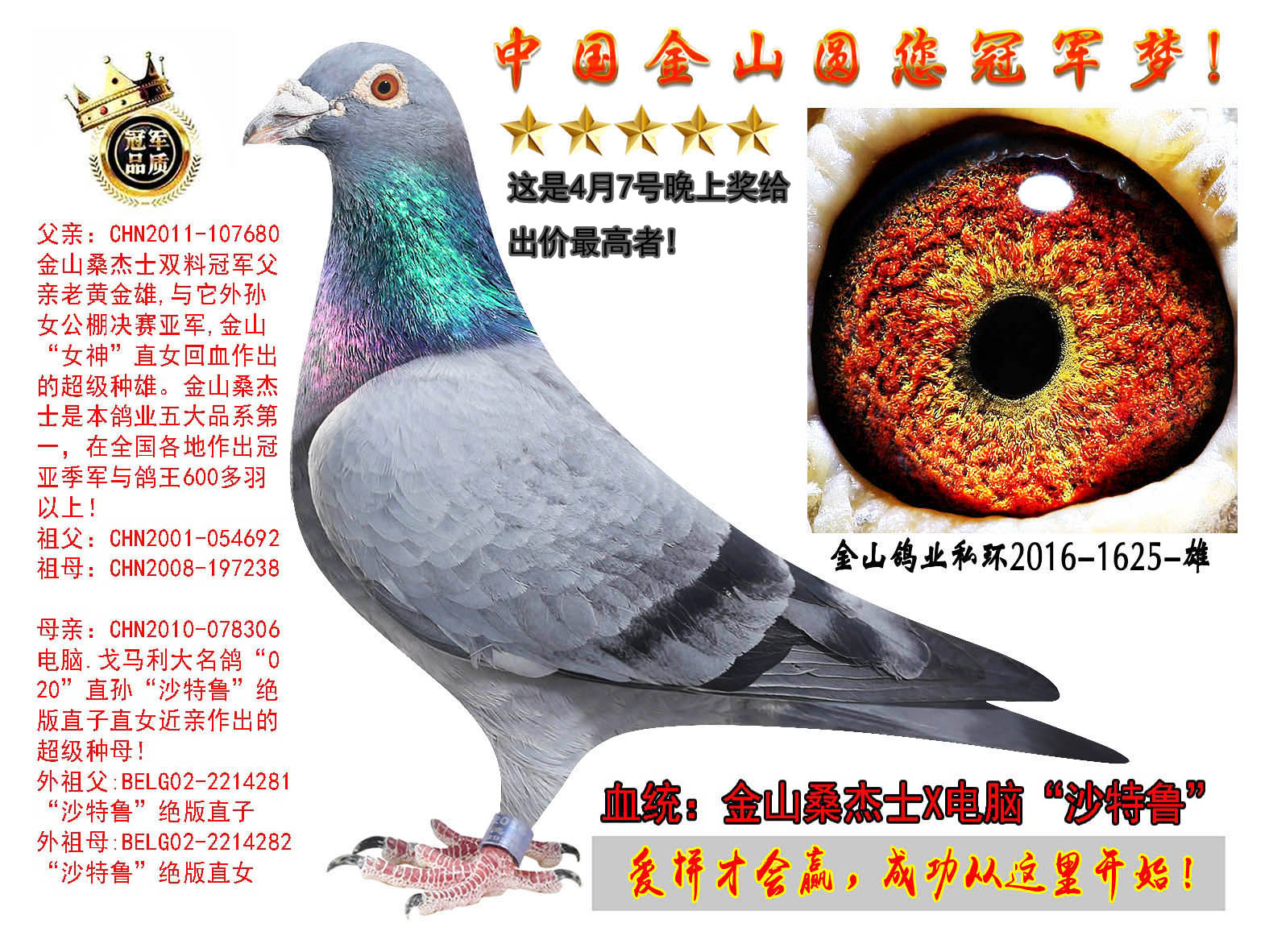 中国金山鸽业在线拍鸽
