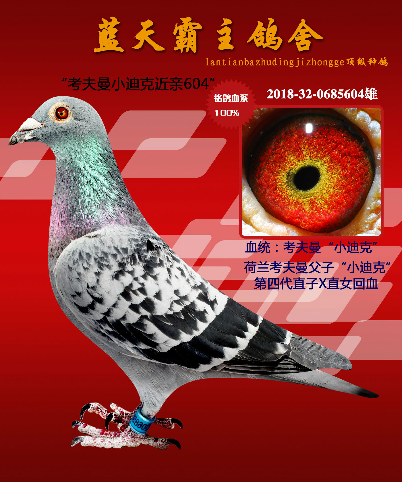 蓝天霸主鸽业 - 中信网铭鸽展厅 www.ag188.com