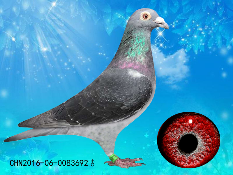 58金鸽 - 中信网铭鸽展厅 www.ag188.com